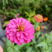 コスモス,コスモス,ジニア,千日紅（せんにちこう）,かわいいの画像