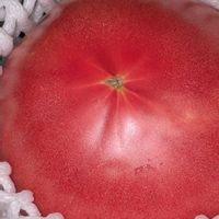 グラジオラス,トマト,ミニトマト,食用 ほおずき,うまっ♡の画像