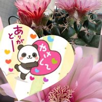 サボテン,我が家のサボテンの花,キッチン,ベランダ,リビング・ダイニングの画像