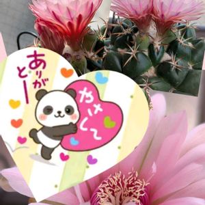 サボテン,我が家のサボテンの花,キッチン,ベランダ,リビング・ダイニングの画像