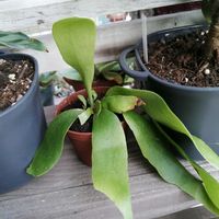 ハートカズラ,カラテア,フィカス ベンガレンシス,ビカクシダ ネザーランド,観葉植物の画像