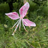ガウラ,ガウラ(白蝶草),畑の画像