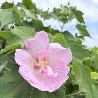 てっぽうゆり,キバナ•コスモス,お花,お散歩,お花大好き♡の画像
