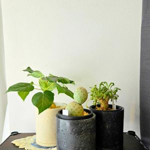 フィカス ペティオラリス,テフロカクタス ゲオメトリクス,観葉植物,ユーフォルビア,鉢カバーの画像