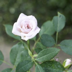 バラ,ミニバラ,マイガーデン,薔薇に魅せられて,バラ・ミニバラの画像