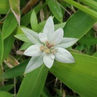 ウスユキソウ,エーデルワイス,山野草,お花畑    ,信州の画像