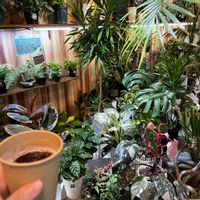 緋牡丹錦,緋牡丹錦,多肉植物,観葉植物,セダム属の画像
