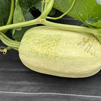 畑の収穫野菜,ガーデン内,北海道,オーガニック野菜 ,家庭菜園の画像