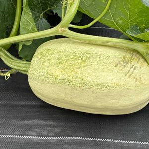 畑の収穫野菜,ガーデン内,北海道,オーガニック野菜 ,家庭菜園の画像