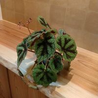 レックスベゴニア,レックス　ベゴニア,レックスベゴニア　アイアンクロス,観葉植物,お気に入りの画像