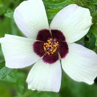 花木,植木鉢,花いろいろ,バラと夢CLUB,おうち園芸の画像