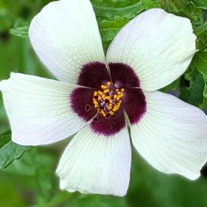 花木,植木鉢,花いろいろ,バラと夢CLUB,おうち園芸の画像