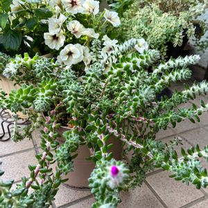 ポーチュラカ ウェルデルマニー,多肉植物,埼玉タニラー,モフモフ大好き,GS6年生の画像