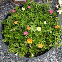 寄せ植え,花壇,ガーデニング,か〜わい〜,家庭菜園の画像