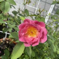 夏の庭,バラ グロッグ,鉢植え,フロントガーデン,ローズドゥメルスリーの画像