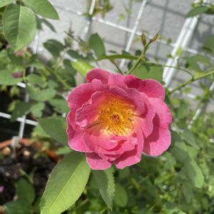 夏の庭,バラ グロッグ,鉢植え,フロントガーデン,ローズドゥメルスリーの画像