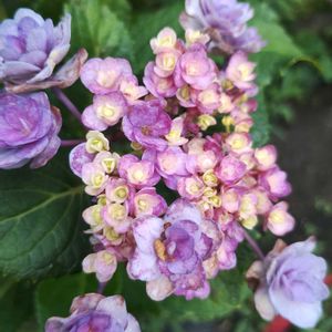 タマアジサイ,紫陽花 マジカル レボリューション,紫陽花 春よ恋,PWラグランジア　シャンデリーニ,紫陽花 アジサイ あじさいの画像