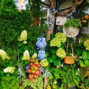 ホンアジサイ,ホンアジサイ,栄養系コリウス,ノリウツギ リトルホイップ,ノリウツギ リトルホイップの画像