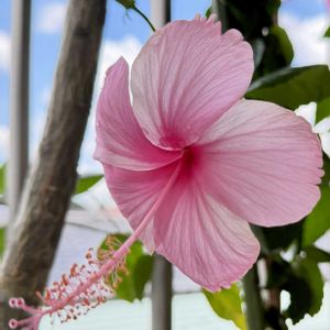 ハイビスカス,花のある暮らし,熱帯植物,今日のお花,元気に育ててますよの画像