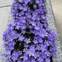 ベルフラワー,真駒内/滝野霊園モアイ像,北海道,祈りの日,札幌からの画像