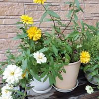 ジニア,寄せ植え,多肉植物,ベランダ多肉,花のある暮らしの画像