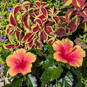 ハイビスカス,鉢植え,一日花,ハイビスカス♡,暑さに負けるな！の画像