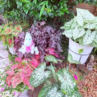 アイビーゼラニウム,チェッカーベリー,ガーデンカラジウム ハートトゥハート,観葉植物,観葉植物のある暮らしの画像