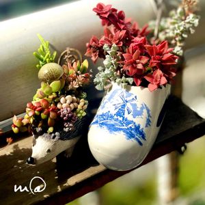 紅葉祭り,多肉植物,多肉植物寄せ植え,多肉植物のある暮らし,ベランダの画像