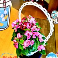 ブーゲンビリア,ブ―ゲンビリア,部屋の中,写真加工アプリ,スマホ撮りの画像