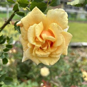 バラ,GSのみなさんに感謝♡,キュンキュン乙女倶楽部,幸せの黄色いお花,GSミニモニ。の画像