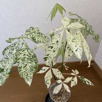 パキラ(斑入り),パキラ(斑入り),パキラ ミルキーウェイ,パキラ・ミルキーウェイ実生,観葉植物の画像