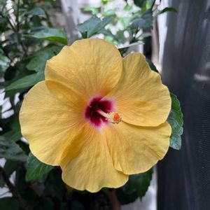 ハイビスカス,癒される,花のある暮らし,元気もらえる,暑さに負けるなの画像