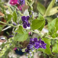 デュランタ,夏のビオラ,ミリオンべル　チェリーピンク,花のある暮らしの画像