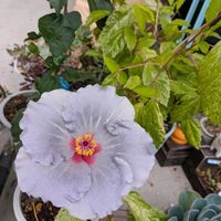 アマリリス,ハイビスカス　ケイト,今日の花,可愛い❤の画像