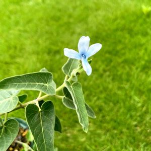 ブルースター,ブルースター,軒下の画像