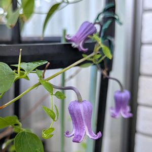 おうち園芸,クレマチス　藤煤竹,ベランダの画像