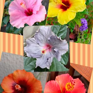 鉢植え,ピンク,今日の花,夏のお花,癒し…♡の画像