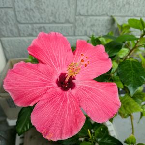 ハイビスカス,ハイビスカス,可愛い♡,今日のお花,ベランダの画像