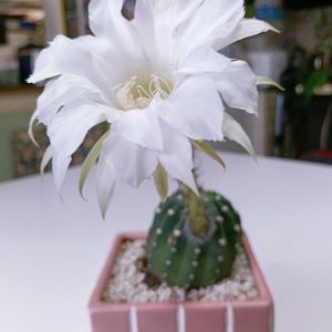 短毛丸,咲いた！,豪華なお花,さぼてん,ベランダの画像