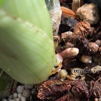 セッコク,富貴蘭,フウラン,Clowesia russelliana,セッコク 森の泉の画像