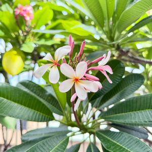 プルメリア,花芽,花のある暮らし,熱帯植物,元気に育ててますよの画像