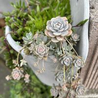 アジサイ,葉牡丹,こもちれんげ,多肉植物,多肉寄せ植えの画像