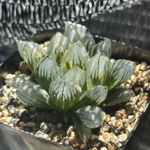 ハオルチア,金子ブラックNo.1,多肉植物,軟葉系ハオルチア,斑入り。の画像