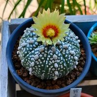 サボテン,アストロフィツム 兜,観葉植物,ベランダー,アストロフィツム属の画像