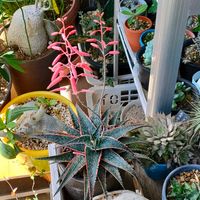 アロエ,アロエ・クリスマスキャロル,多肉植物,観葉植物,ベランダーの画像