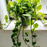 ポトス,ポトス,観葉植物達,ポトスエメラルド,ポトスエメラルドの画像