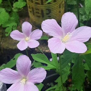 ハイビスカス,ハイビスカス ロバツス,ナチュラルガーデン,種から,お花のある生活の画像