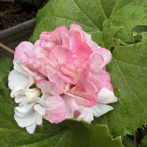 ゼラニウム,玄関アプローチの画像