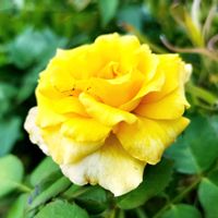 つるゴールドバニー,つるバラ,夏のバラの画像