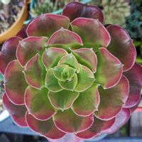 メデューサ,多肉植物,お一人様,多肉女子, アオエニウム属の画像
